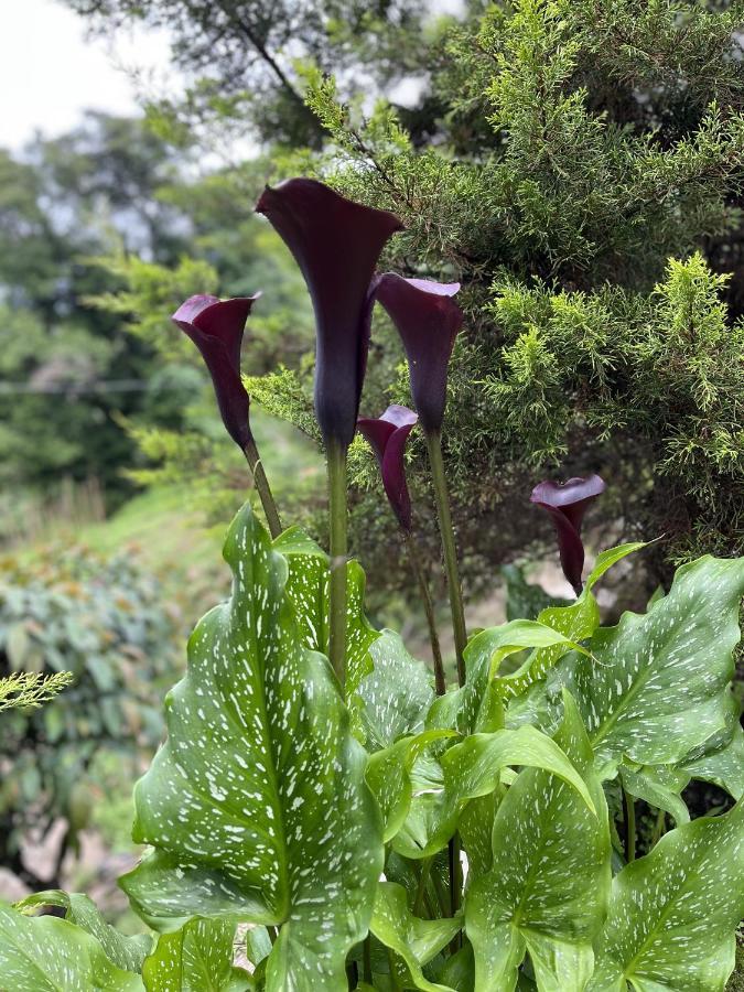 The Nettle And Fern Farmstay 펠링 외부 사진